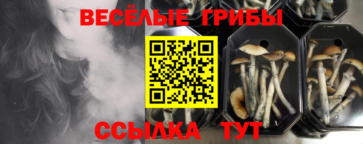 Кузнецк  Псилоцибиновые грибы ЛСД  Вход с VPN 